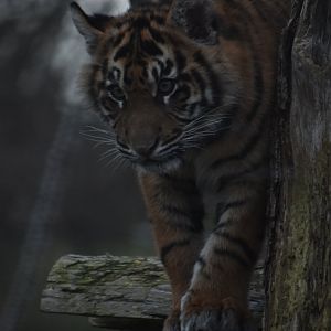 Tiger cub
