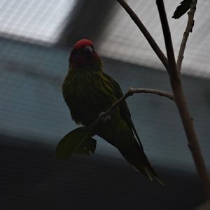 Goldie's lorikeet