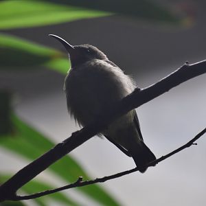 Splendid sunbird female