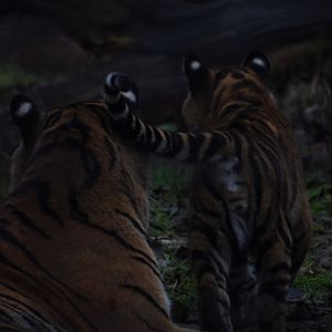 Sumatran tiger cub and mother