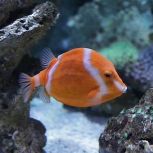 white-barred boxfish (Anoplocapros lenticularis)