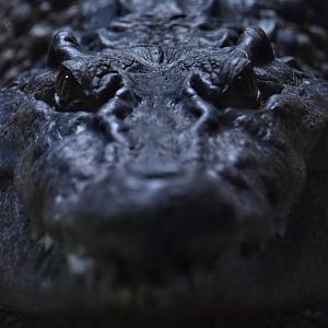 Philippine crocodile closeup