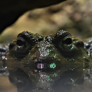 African bullfrog closeup
