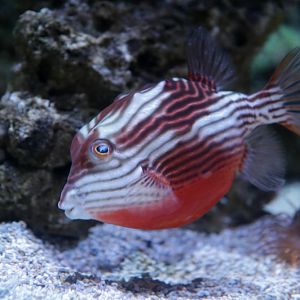 striped cowfish (Aracana aurita)