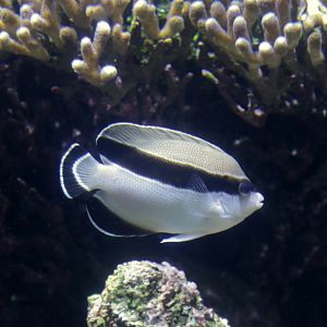 banded angelfish (Apolemichthys arcuatus)