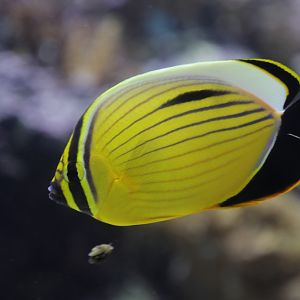 Blacktail butterflyfish (Chaetodon austriacus)