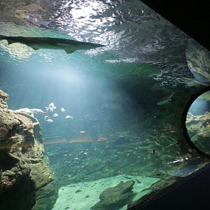 Freewater tank with sandtiger and grey reef sharks