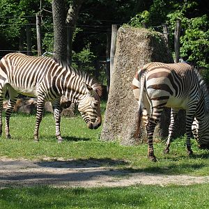 Hartmann's mountain zebras (Equus zebra hartmannae), 2022-06-15