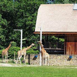 Kordofan giraffes and giraffe house with viewing area, 2022-06-15