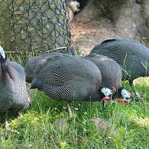 Helmeted guineafowl (Numida meleagris), 2022-06-15