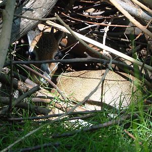 Kirk's dik-dik (Madoqua kirkii), 2022-06-15