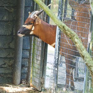 Mountain bongo (Tragelaphus eurycerus isaaci), 2022-06-15