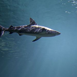 grey reef shark (Carcharhinus amblyrhynchos)