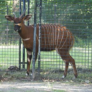 Mountain bongo (Tragelaphus eurycerus isaaci), 2022-06-15