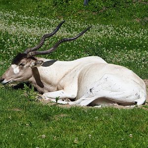 Addax (Addax nasomaculatus), 2022-06-15