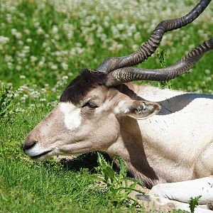 Addax (Addax nasomaculatus), 2022-06-15