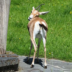 Slender-horned gazelle (Gazella leptoceros), 2022-06-15