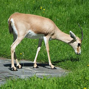 Slender-horned gazelle (Gazella leptoceros), 2022-06-15
