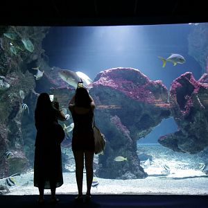 Tank 67 with green sea turtle and mangrove jack