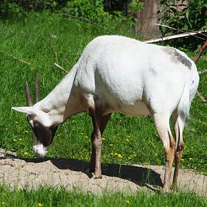 Arabian oryx (Oryx leucoryx), 2022-06-15