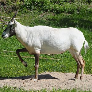 Arabian oryx (Oryx leucoryx), 2022-06-15