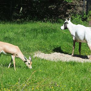 Slender-horned gazelle (Gazella leptoceros) and Arabian oryx (Oryx leucoryx), 2022-06-15