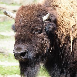 American Plains bison (Bison bison bison), 2022-06-15