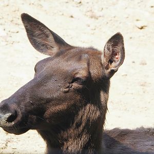 Rocky Mountain wapiti (Cervus canadensis nelsoni), 2022-06-15