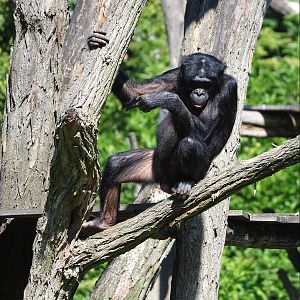 Bonobo (Pan paniscus), 2022-06-15