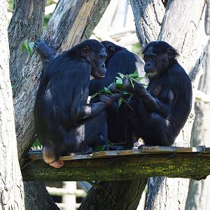 Bonobos (Pan paniscus), 2022-06-15