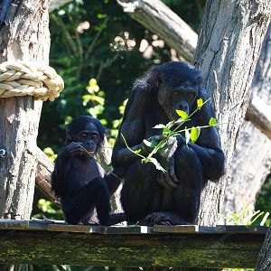Bonobos (Pan paniscus), 2022-06-15
