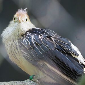 Guira cuckoo (Guira guira), 2022-06-15