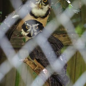 Spectacled owl (Pulsatrix perspicillata), 2022-06-15