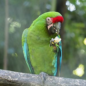 Mexican military macaw (Ara militaris mexicana), 2022-06-15