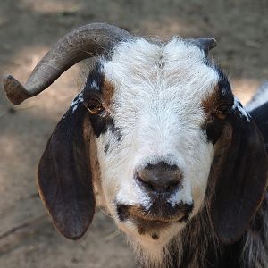 Domestic goat (Capra hircus), 2022-06-15