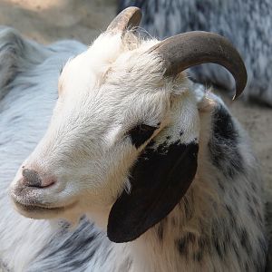 Domestic goat (Capra hircus), 2022-06-15