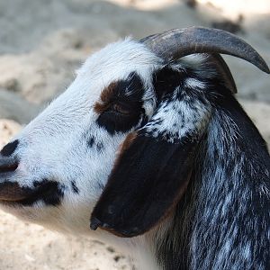 Domestic goat (Capra hircus), 2022-06-15
