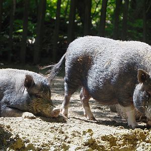 Potbelly pigs (Sus domesticus), 2022-06-15