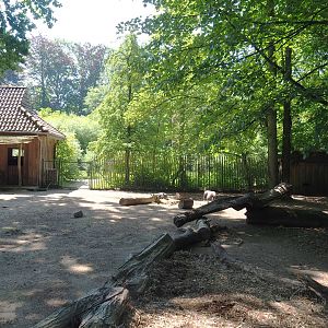 Potbelly pig yard, 2022-06-15