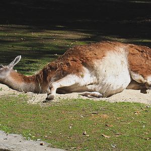 Guanaco (Lama guanicoe), 2022-06-15