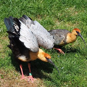 Black-faced ibises (Theristicus melanopis), 2022-06-15