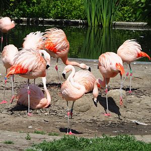 Chilean flamingos (Phoenicopterus chilensis), 2022-06-15