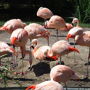 Chilean flamingos (Phoenicopterus chilensis), 2022-06-15