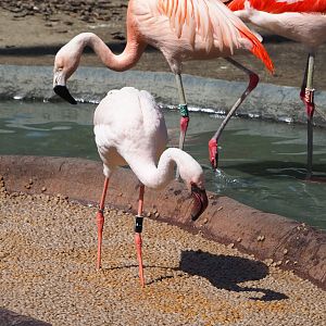 Lesser flamingo (Phoeniconaias minor) and Chilean flamingo (Phoenicopterus chilensis), 2022-06-15