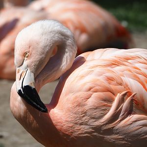 Chilean flamingo (Phoenicopterus chilensis), 2022-06-15