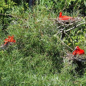 Scarlet ibises (Eudocimus ruber) on nests, 2022-06-15