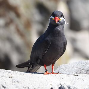 Inca tern (Larosterna inca), 2022-06-15