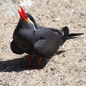 Inca tern (Larosterna inca), 2022-06-15