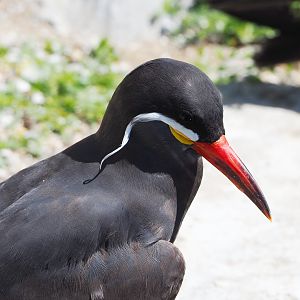 Inca tern (Larosterna inca), 2022-06-15
