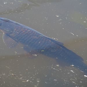Common carp (Cyprinus carpio), 2022-06-15